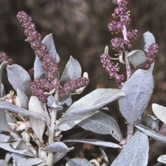 Atriplex cinerea (Grey Saltbush) at Batemans Marine Park - 13 Nov 1996 by BettyDonWood