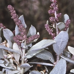 Atriplex cinerea at Batemans Marine Park - 13 Nov 1996 12:00 AM