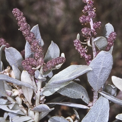 Atriplex cinerea (Grey Saltbush) at Batemans Marine Park - 13 Nov 1996 by BettyDonWood