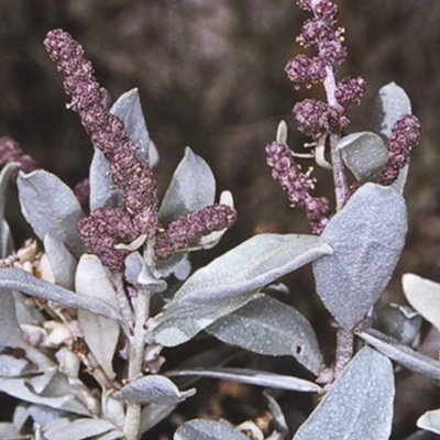 Atriplex cinerea (Grey Saltbush) at Batemans Marine Park - 12 Nov 1996 by BettyDonWood