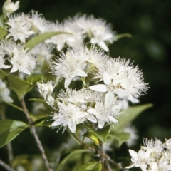 Backhousia myrtifolia (Carrol, Grey Myrtle, Cinnamon Myrtle) at North Nowra, NSW - 27 Dec 1995 by BettyDonWood