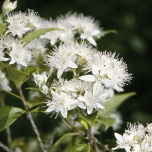 Backhousia myrtifolia at Bomaderry Creek Regional Park - 27 Dec 1995 12:00 AM