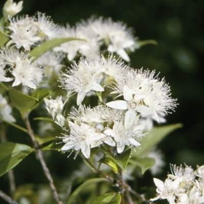 Backhousia myrtifolia (Carrol, Grey Myrtle, Cinnamon Myrtle) at Bomaderry Creek Regional Park - 26 Dec 1995 by BettyDonWood