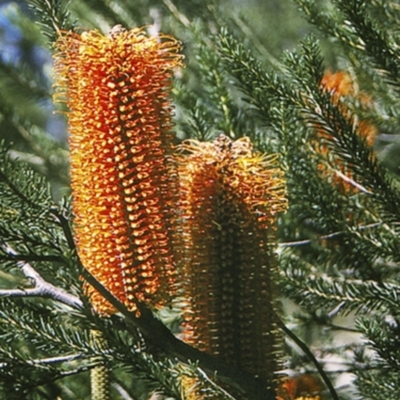 Banksia ericifolia (Heath Banksia) at Morton National Park - 18 Mar 1996 by BettyDonWood