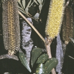 Banksia paludosa subsp. paludosa (Swamp Banksia) at Yerriyong State Forest - 26 Apr 1996 by BettyDonWood