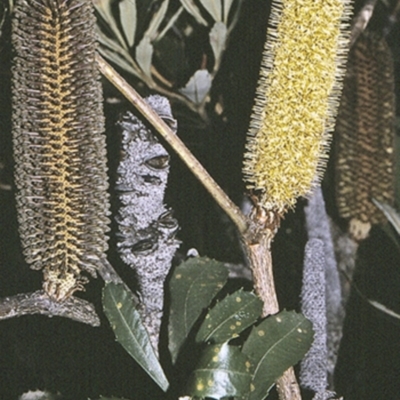 Banksia paludosa subsp. paludosa (Swamp Banksia) at Yerriyong State Forest - 26 Apr 1996 by BettyDonWood