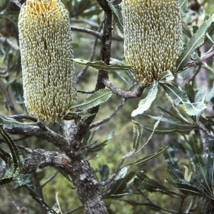 Banksia serrata at Worrowing Heights, NSW - 28 Dec 1995