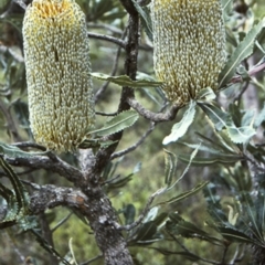Banksia serrata (Saw Banksia) at Worrowing Heights, NSW - 27 Dec 1995 by BettyDonWood