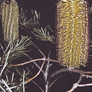Banksia spinulosa var. spinulosa at Yerriyong State Forest - 24 Apr 1996