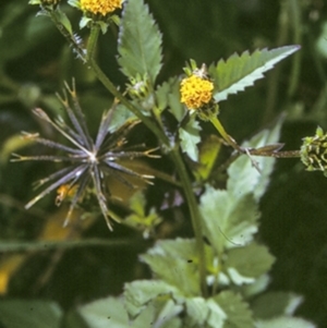 Bidens pilosa at Batemans Marine Park - 13 Nov 1996