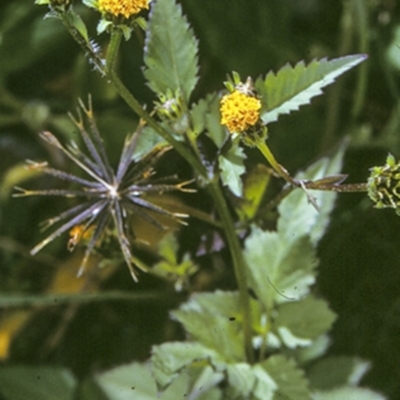 Bidens pilosa (Cobbler's Pegs, Farmer's Friend) at Broulee Moruya Nature Observation Area - 12 Nov 1996 by BettyDonWood