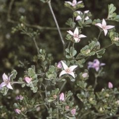 Boronia algida (Alpine Boronia) at Morton National Park - 9 Aug 1996 by BettyDonWood