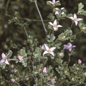 Boronia algida at Morton National Park - suppressed