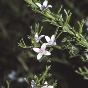 Boronia anemonifolia subsp. anemonifolia at Yerriyong State Forest - 16 Mar 1996