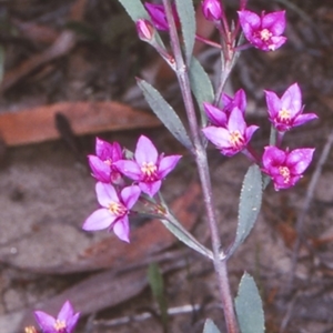 Boronia barkeriana subsp. angustifolia at Morton National Park - suppressed