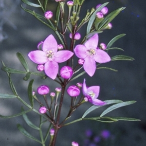 Boronia pinnata at Jervis Bay National Park - 11 Aug 1996