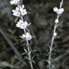 Boronia rigens (Stiff Boronia) at Morton National Park - 10 Aug 1996 by BettyDonWood