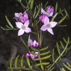 Boronia thujona at Mogo State Forest - 2 Oct 1997 by BettyDonWood