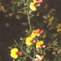 Bossiaea obcordata (Spiny Bossiaea) at Bangalee, NSW - 15 Sep 1996 by BettyDonWood