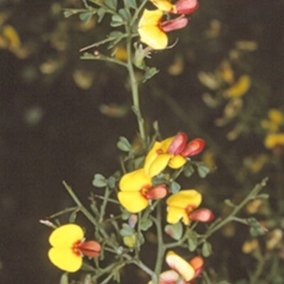 Bossiaea obcordata (Spiny Bossiaea) at Bangalee, NSW - 14 Sep 1996 by BettyDonWood