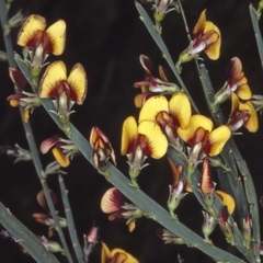 Bossiaea scolopendria at Jerrawangala, NSW - 28 Sep 1997 by BettyDonWood