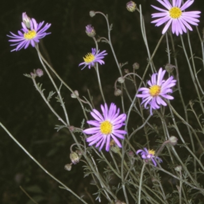 Brachyscome ciliaris (Bushy Cut-leaf Daisy) at Merricumbene, NSW - 20 Nov 1996 by BettyDonWood