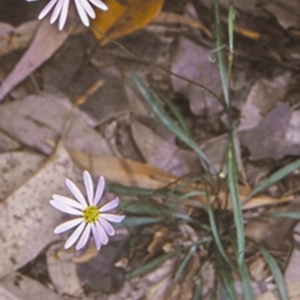 Brachyscome triloba at Buangla, NSW - 13 Nov 1997