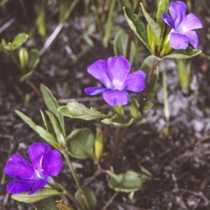 Brunoniella pumilio at Conjola National Park - 28 Dec 1996