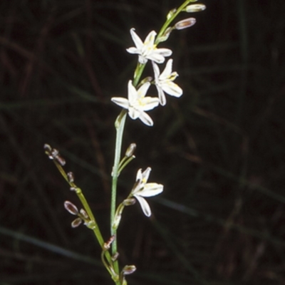 Caesia parviflora var. parviflora (A Grass-lily) at Morton National Park - 14 Nov 1997 by BettyDonWood