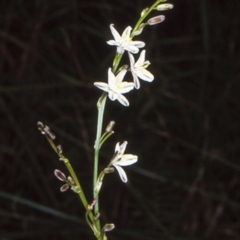 Caesia parviflora var. parviflora (A Grass-lily) at Morton National Park - 13 Nov 1997 by BettyDonWood