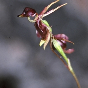 Caleana major at Worrowing Heights, NSW - 28 Dec 1995