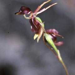 Caleana major (Large Duck Orchid) at Worrowing Heights, NSW - 27 Dec 1995 by BettyDonWood