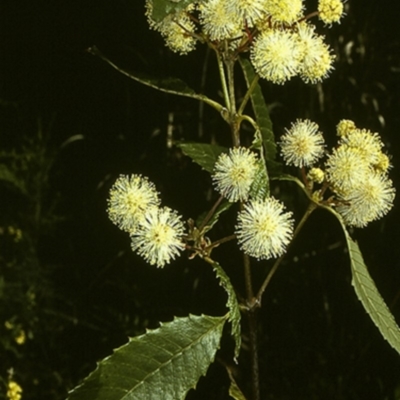 Callicoma serratifolia (Black Wattle, Butterwood, Tdgerruing) at Ulladulla, NSW - 24 Oct 1996 by BettyDonWood