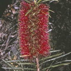 Callistemon linearis (Narrow-leaved Bottlebrush) at Conjola National Park - 26 Nov 1996 by BettyDonWood