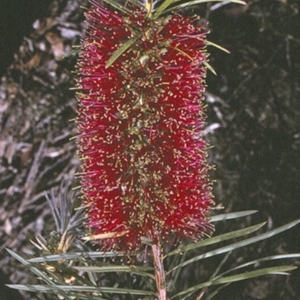Callistemon linearis at Conjola National Park - 27 Nov 1996