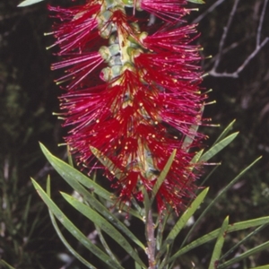 Melaleuca linearis at Bomaderry Creek Regional Park - 13 Nov 1997