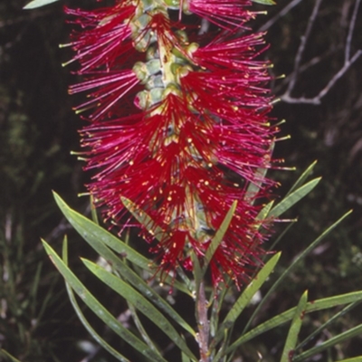 Melaleuca linearis (Narrow-leaved Bottlebrush) at Bomaderry Creek Regional Park - 12 Nov 1997 by BettyDonWood