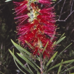 Callistemon linearis (Narrow-leaved Bottlebrush) at Bomaderry Creek Regional Park - 12 Nov 1997 by BettyDonWood