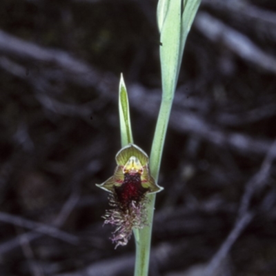 Calochilus robertsonii (Beard Orchid) at Bomaderry Creek Regional Park - 26 Sep 1997 by BettyDonWood
