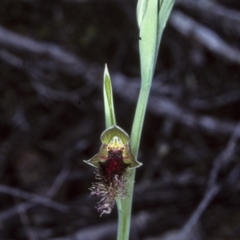 Calochilus robertsonii (Beard Orchid) at Bomaderry Creek Regional Park - 26 Sep 1997 by BettyDonWood