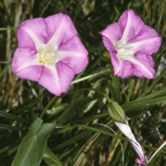 Calystegia sepium subsp. roseata (Large Bindweed) at Tomakin, NSW - 8 Apr 1997 by BettyDonWood