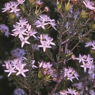 Calytrix tetragona (Common Fringe-myrtle) at Bomaderry Creek Regional Park - 14 Sep 1996 by BettyDonWood