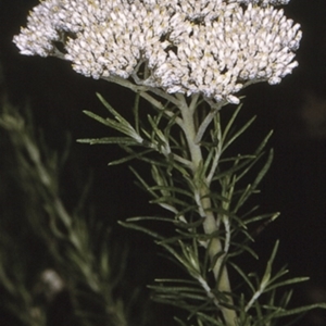 Cassinia aculeata at Wandera State Forest - 21 Mar 1997 12:00 AM