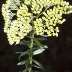 Cassinia denticulata (Stiff Cassinia) at Yadboro State Forest - 10 Nov 1997 by BettyDonWood