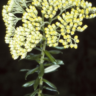 Cassinia denticulata (Stiff Cassinia) at Yadboro State Forest - 11 Nov 1997 by BettyDonWood