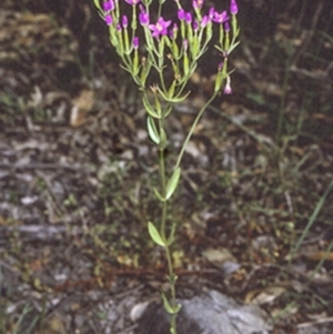 Centaurium tenuiflorum at Bomaderry Creek Regional Park - 25 Oct 1996 12:00 AM