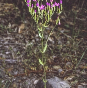 Centaurium tenuiflorum at Bomaderry Creek Regional Park - 25 Oct 1996