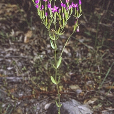Centaurium tenuiflorum (Branched Centaury) at Bomaderry Creek Regional Park - 24 Oct 1996 by BettyDonWood