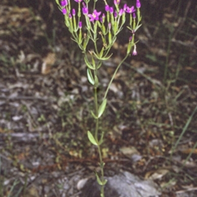 Centaurium tenuiflorum (Branched Centaury) at Bomaderry Creek Regional Park - 25 Oct 1996 by BettyDonWood