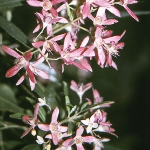 Ceratopetalum gummiferum at Bomaderry Creek Regional Park - 27 Dec 1995